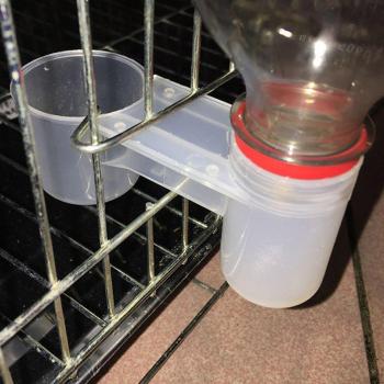 Bird Watering and Feeding Station