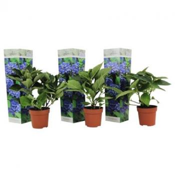 Hortensien-Box „Early Blue“ – 3 Pflanzen, 9 cm Topf, 25–40 cm groß
