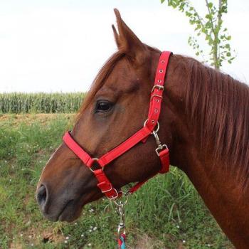 Complete Pony Halter and Harness Set