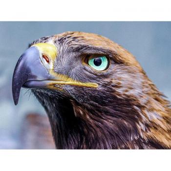 5D Diamond Painting: Beautiful Eagle Home Decor 20X30CM