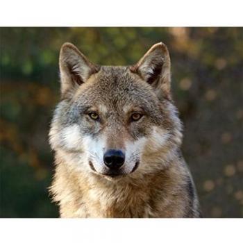 9x7 cm Wolf Magnet 3D Tiere Wolfskopf Kühlschrank Deko
