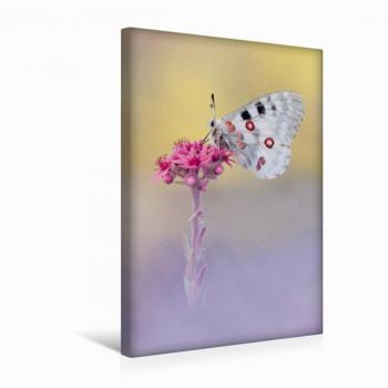 Calvendo 30 x 45 cm Leinwand – Roter Apollofaltermotiv von Marion Kraschl