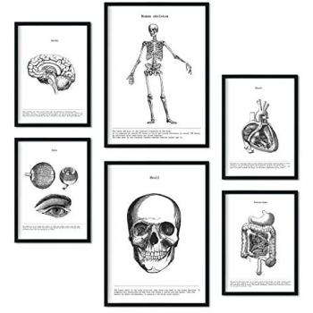 Arte Médico: Colección Órganos y Huesos