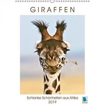 Giraffen: Schlanke Schönheiten aus Afrika