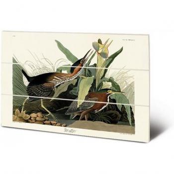 John James Audubon Green Heron Wall Decor 40cm