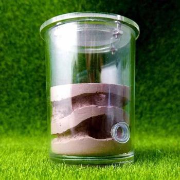 Acrylic Gypsum Ant Farm for Reptiles