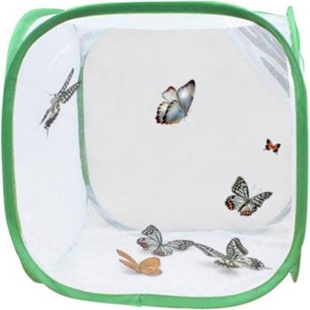 Insecte élevage papillon cage