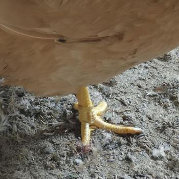 Pied d’oiseau 500× en métal – bague à clip pour pigeon et poussins