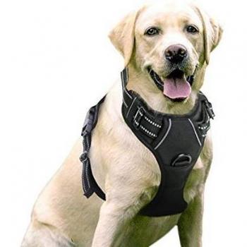 RabbitGoo Imbottita Pettorina per Cani – XL Nero