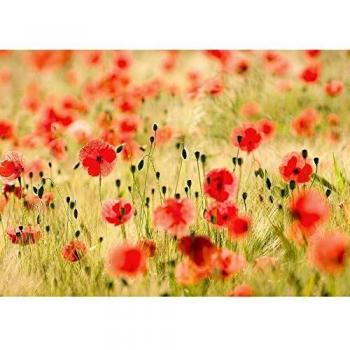 Vlies Fototapete PREMIUM PLUS 400x280cm Mohnblumen TRAUM by liwwing