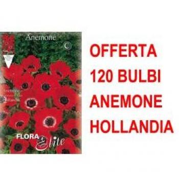 Offerta Speciale: 120 Bulbi Anemone Hollandia in Stagione Autunnale
