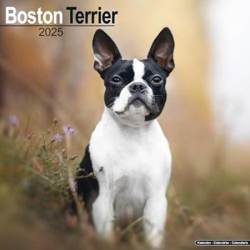 Boston Terrier 2025