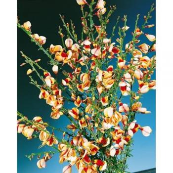 Besenginster 'Liza' 60-80 cm