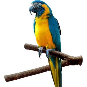 Raíz de Loro “Madera Natural”