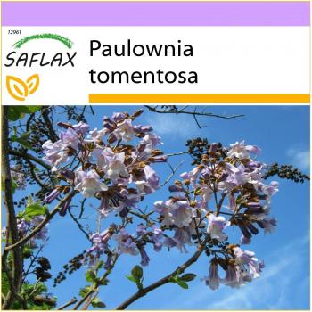 Saflax