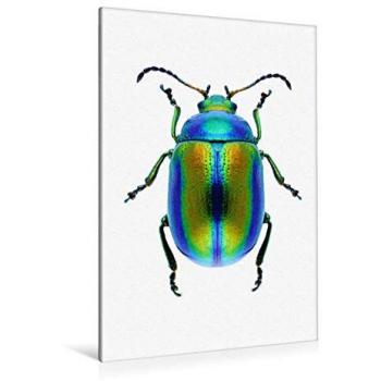 80 × 120 cm CALVENDO Textil-Leinwand – Chrysolina fastuosa, Hochformat, Druck by Dirk Langenhan