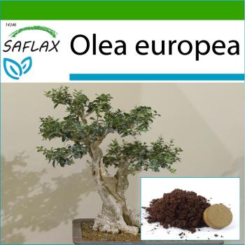 Potting Pro Olive Bonsai Set