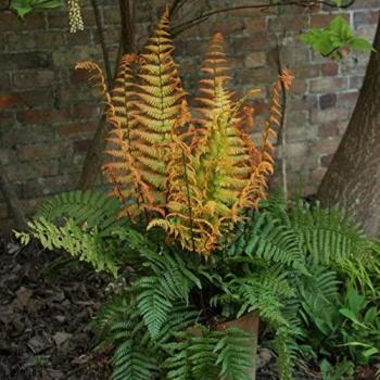 Alpine Wood Fern (Dryopteris Wallichiana) – Jurassic Gold, 2 L Green Outdoor Container