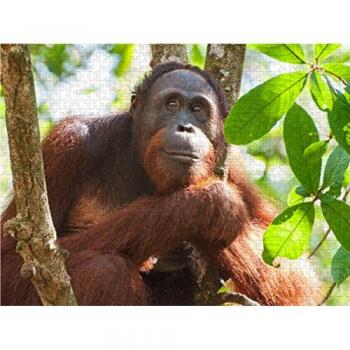 Borneo Orang-Utan Foto-Puzzle 1000 Stück – Tanjung Puting Nationalpark, 64 × 48 cm, Calvendo