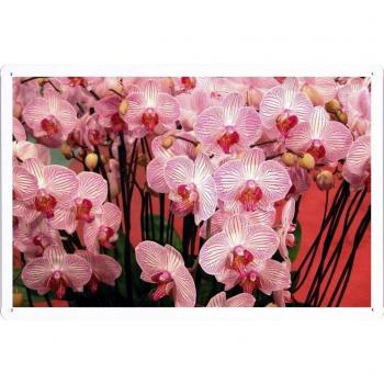 Signo Vintage “Buket de Orquídeas”