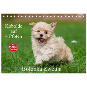 Kobolde auf 4 Pfoten
