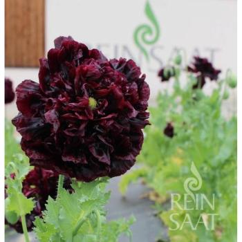 Ornamento Peonia Nera ReinSaat