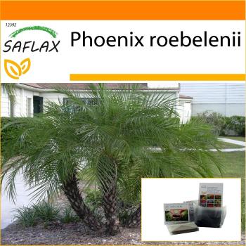 Palmera Datilera Enana en Bolsa SAFLAX