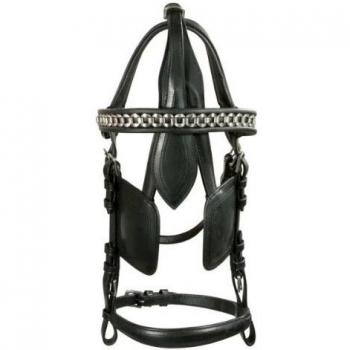 PFIZ Presentation with Guarded Lens – Driving Black