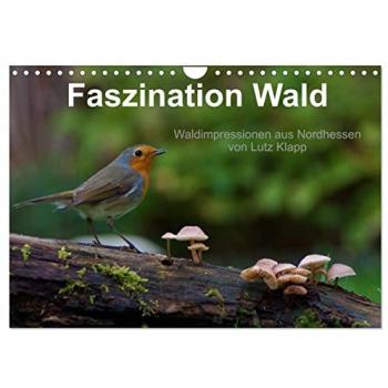 Klapp, Lutz: Faszination Wald. Waldimpressionen aus Nordhessen von Lutz Klapp (Wandkalender 2025 DIN A4 quer), CALVENDO Monatskalender