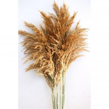 Quick-Frozen Pampas Grass
