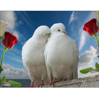 Sticker Murail Pigeon 20X30 CM – Couleurs Brillantes