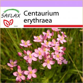 SAFLAX – Centaurium erythraea (250 graines)