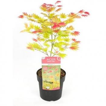 Arce Palmatum “Moonrise”: Planta de 40‑50 cm y diámetro 19 cm
