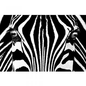 Fototapete Schwarz‑Weiß: Zebra XXL – gestochen scharfe Ansicht