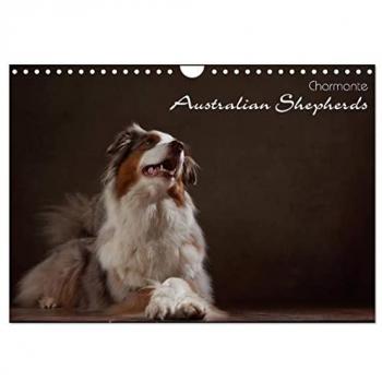 Charmante Australian Shepherds (Wandkalender 2025 DIN A4 quer) CALVENDO Monatskalender