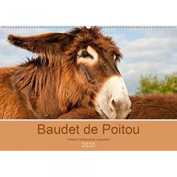 Baudet de Poitou