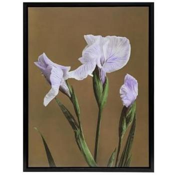 Ogawa Kazumasa – 24x32 Brown Water Iris Canvas Wall Decor