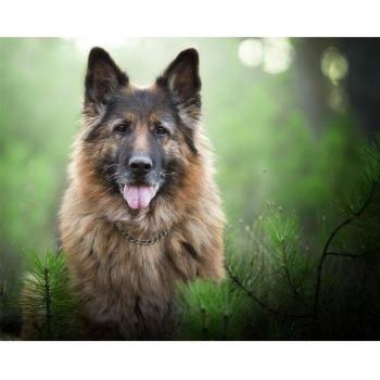 Pet Art 5D Diamond Painting, German Shepherd (Round, 20x30)