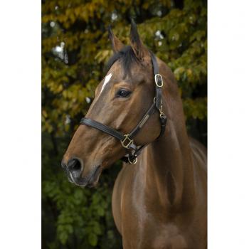 Norton Club Headcollar Preto Total, Ajuste Duplo Disponível