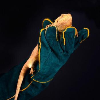 Anti-Scratch Gloves for Reptile Care