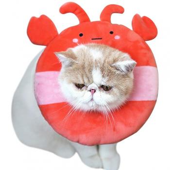 Premium Polyester Lobster Pet Recovery Collar