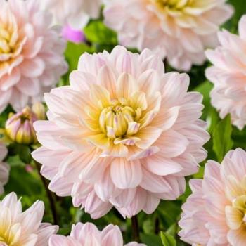 Kit de plantation Dahlia 'Souvenir de Diana'