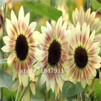 Colección Roja: Semillas de Girasol 100
