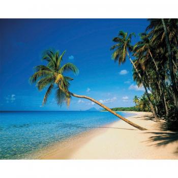 Papermoon Tapete „Leaning Palms“ – Vlies, glatt, 3 m × 2,23 m