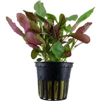 Lobelia cardinalis für Aquarien
