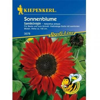 Kiepenkerl Premium Sonnenblume Samtkönigin