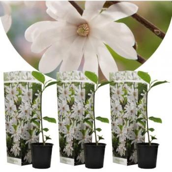 Confezione da 3 Magnolia Stellata