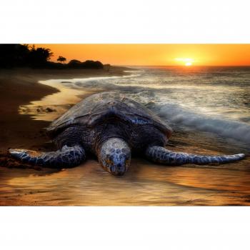 Papermoon Fototapete »Tropischer Strand mit Schildkröte«