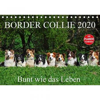 Border Collie 2020