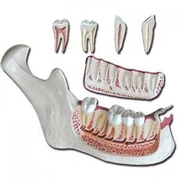 Mandibola Anatomica 6 Parti